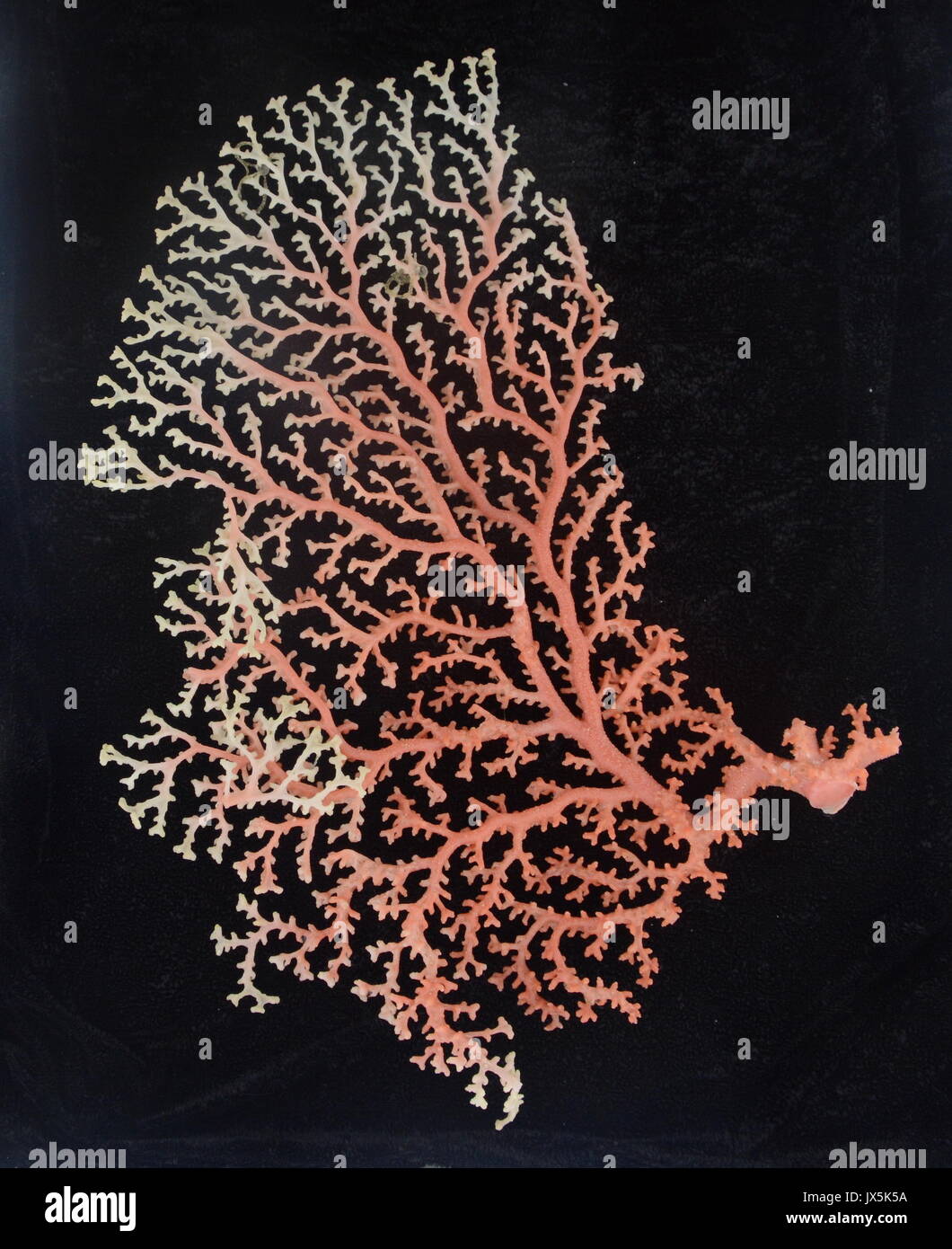 Aboard Kexue. 15th Aug, 2017. The coral collected by China's remote operated vehicle (ROV) Discovery is seen on Kexue (Science) research ship in the western Pacific Ocean, on Aug. 15, 2017. China's remote operated vehicle (ROV) Discovery collected some samples from the Caroline Seamount in the western Pacific Ocean. Credit: Zhang Xudong/Xinhua/Alamy Live News Stock Photo