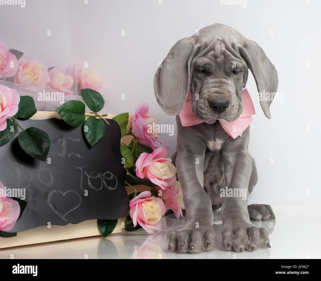 Purebred Great Dane puppy bowing its head with wedding decorations