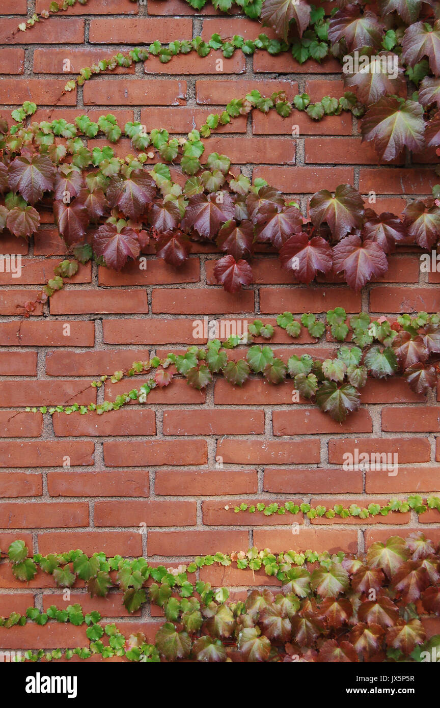 Ivy artfully crosses a brick wall Stock Photo