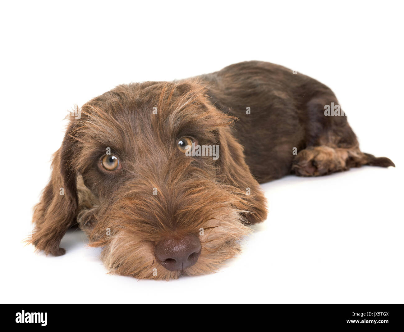 Wire haired dachshund hi-res stock photography and images - Alamy