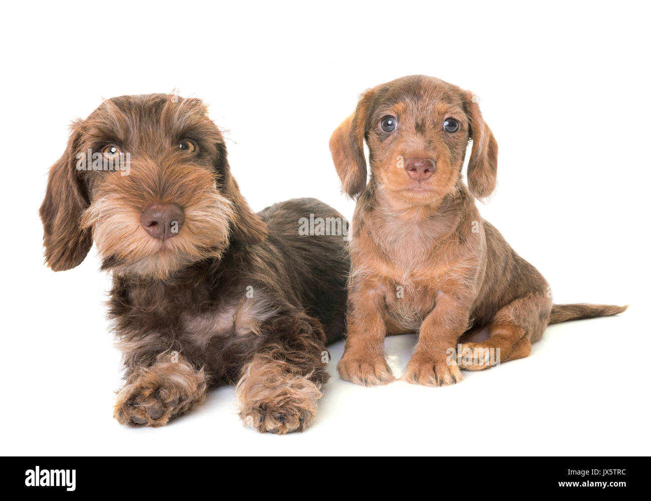 puppies Wire-haired Dachshund in front of white background Stock Photo