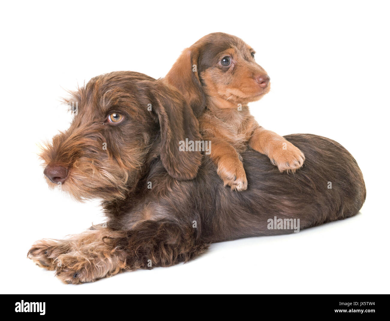 puppies Wire-haired Dachshund in front of white background Stock Photo
