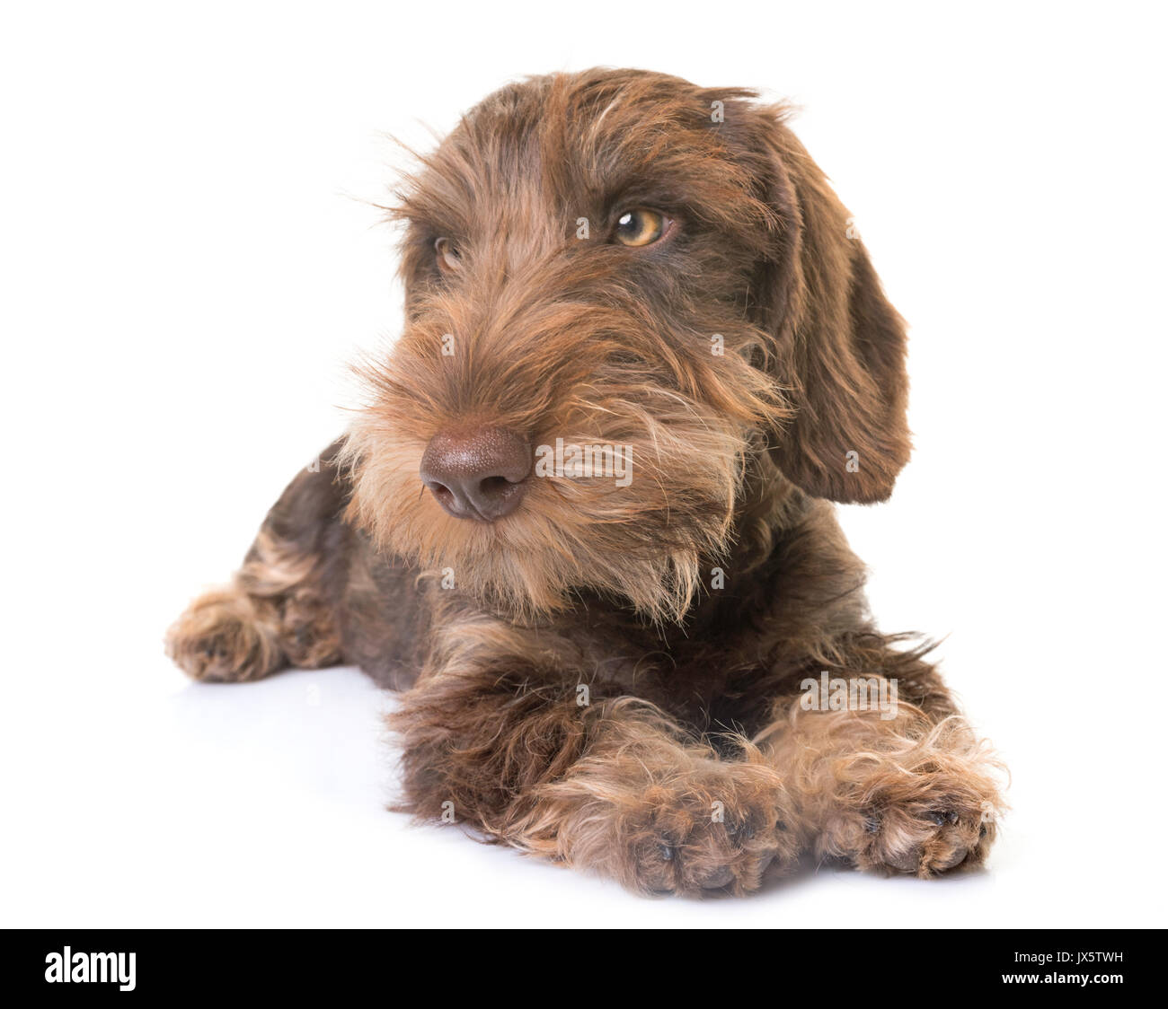 puppy Wire-haired Dachshund in front of white background Stock Photo