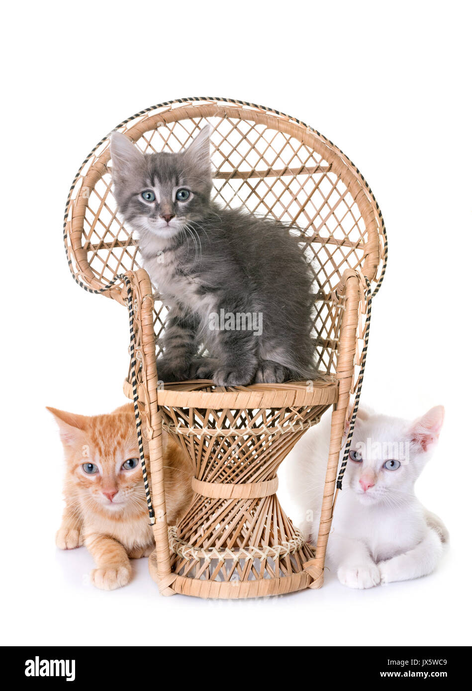 young kitten in front of white background Stock Photo