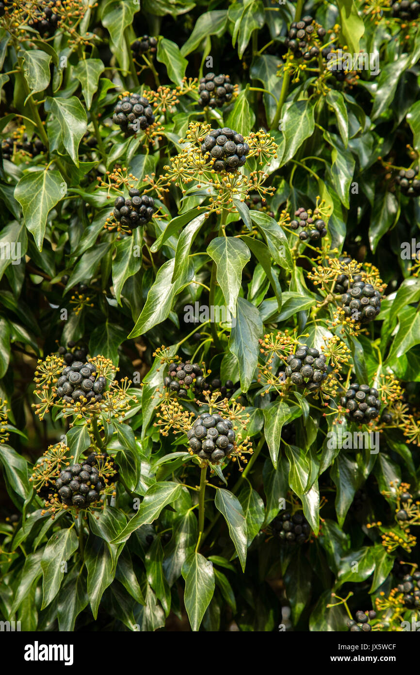 Black seed heads and yellow flower buds of ivy Hedera helix gorwing on a wall in Warwickshire UK Stock Photo