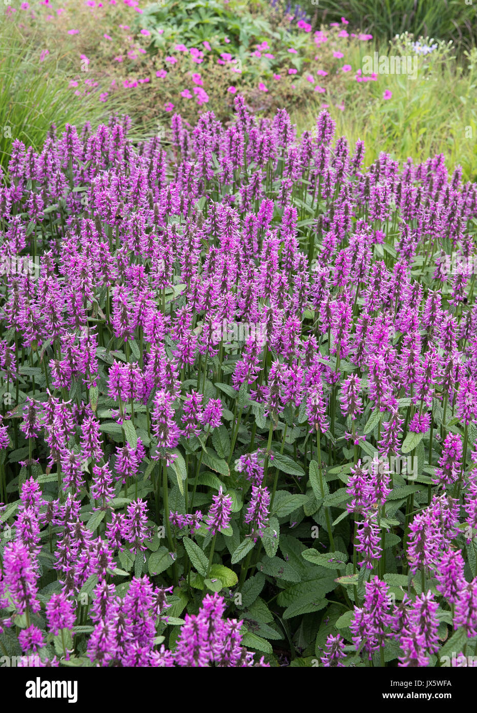 Reddish purple Stachys officinalis ' Hummelo ' growing in an island perennial bed in a Somerset country garden Stock Photo