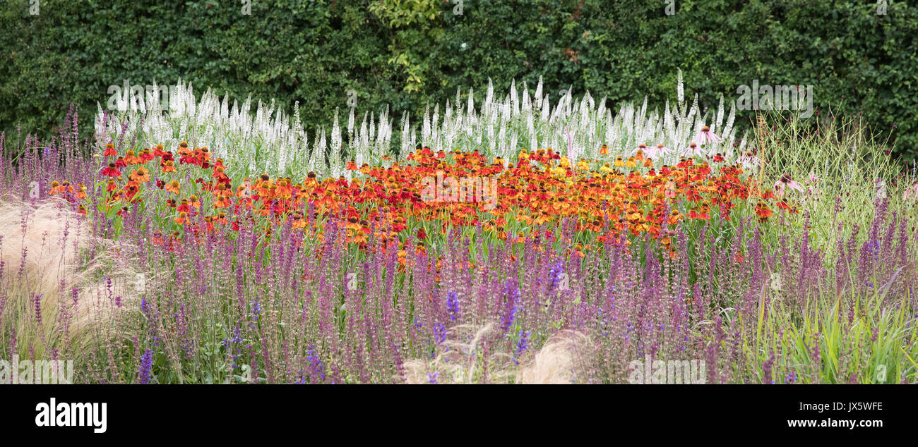 Island beds of hardy perennial plants such as salvia veronica and helenium at Hauser and Wirth Bruton Somerset UK Stock Photo