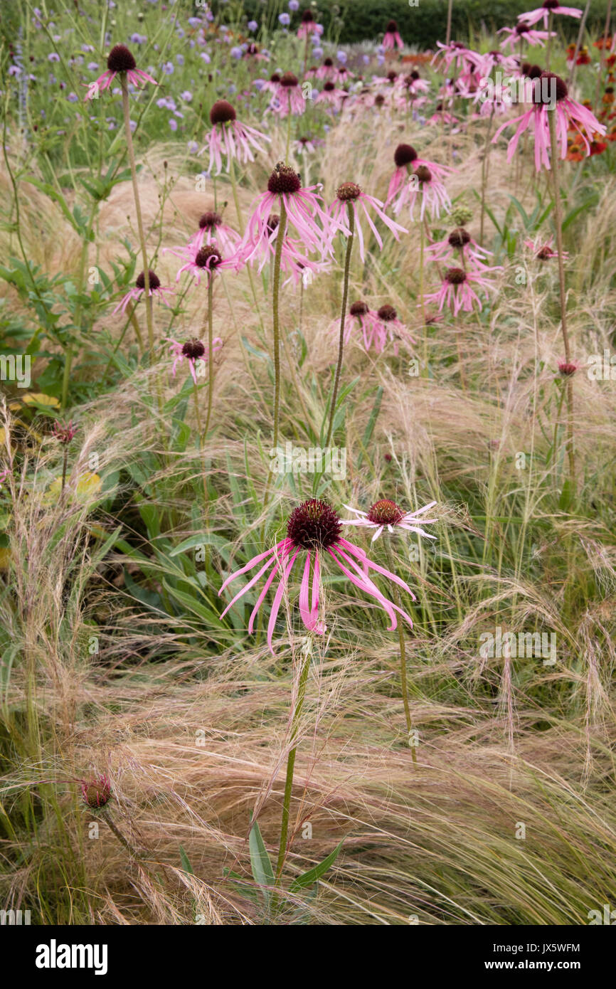Striking association of Stipa tenuissima Ponytails grass and Echinacea purpurea in the perennial garden at Hauser and Wirth in Somerset Stock Photo
