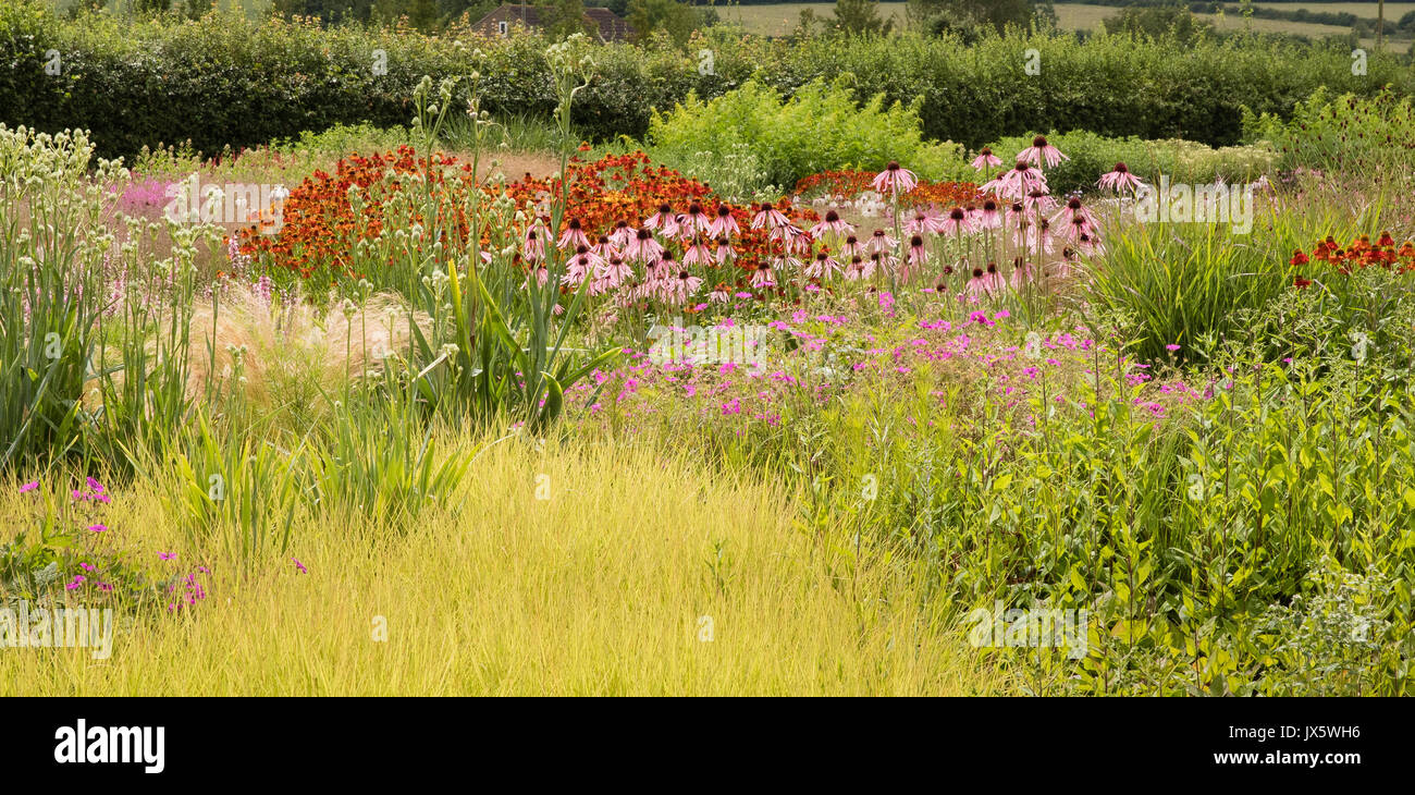 Island beds of hardy perennial plans such as echinacea and helenium with golden grasses at Hauser and Wirth Bruton Somerset UK Stock Photo