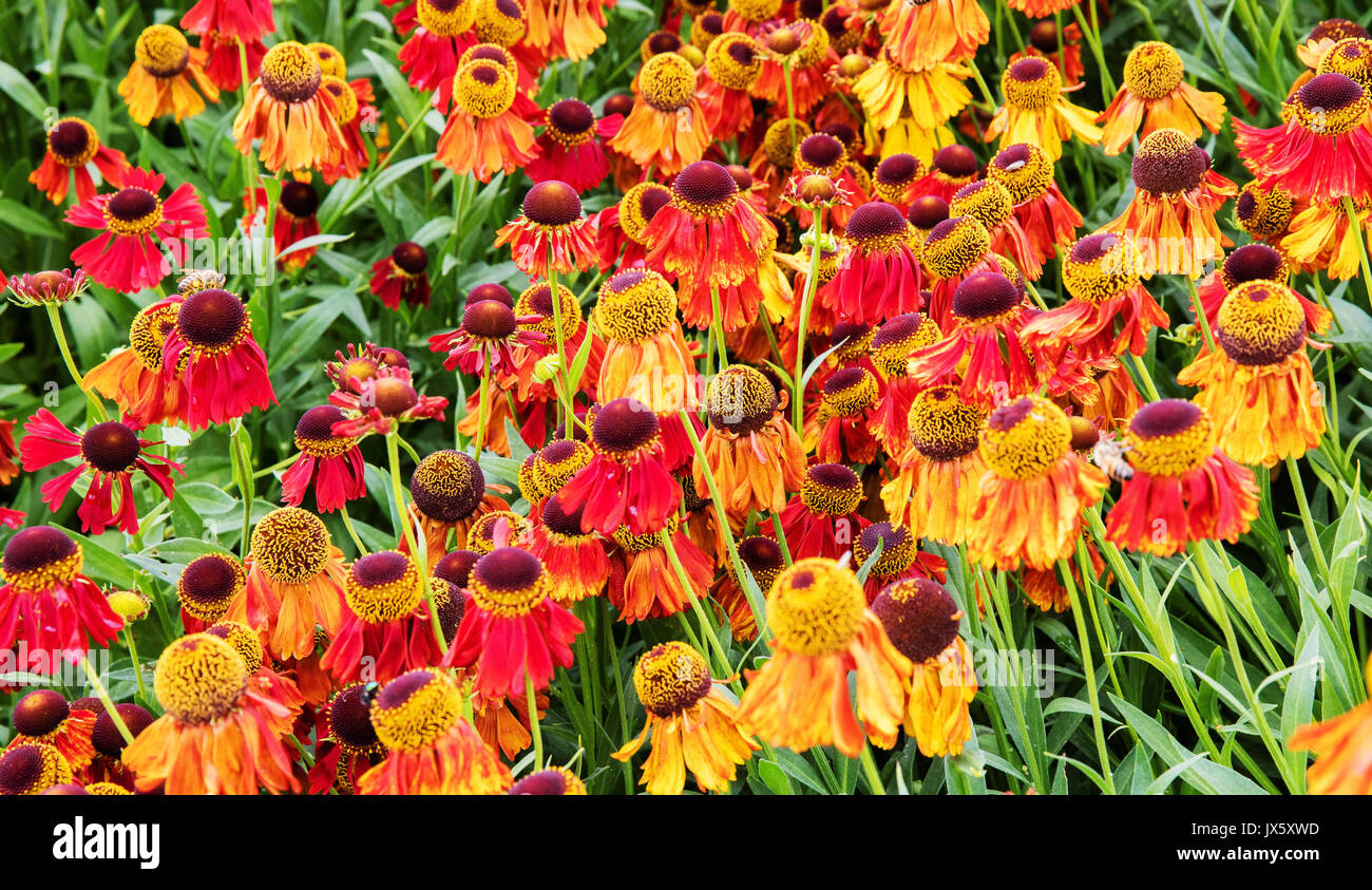 Hardy herbaceous perennials hi-res stock photography and images - Alamy