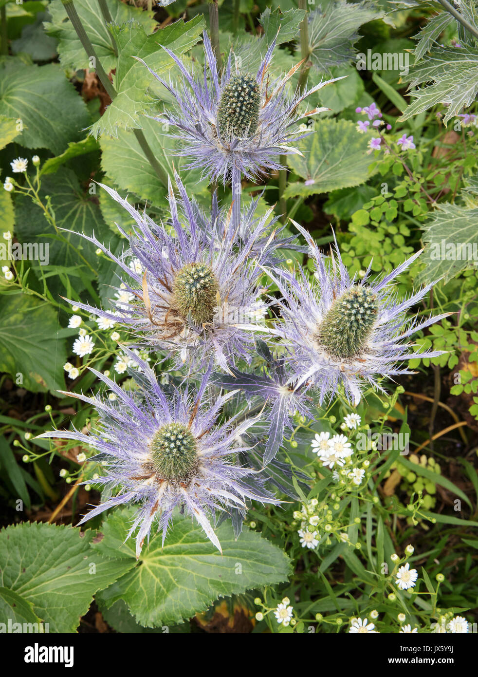 Eryngium alpinum eryngium alpinum High Resolution Stock Photography and Images Alamy