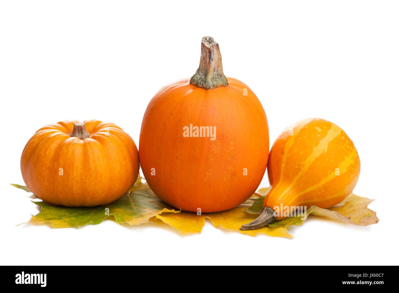decorative pumpkins and autumn leaves isolated Stock Photo - Alamy