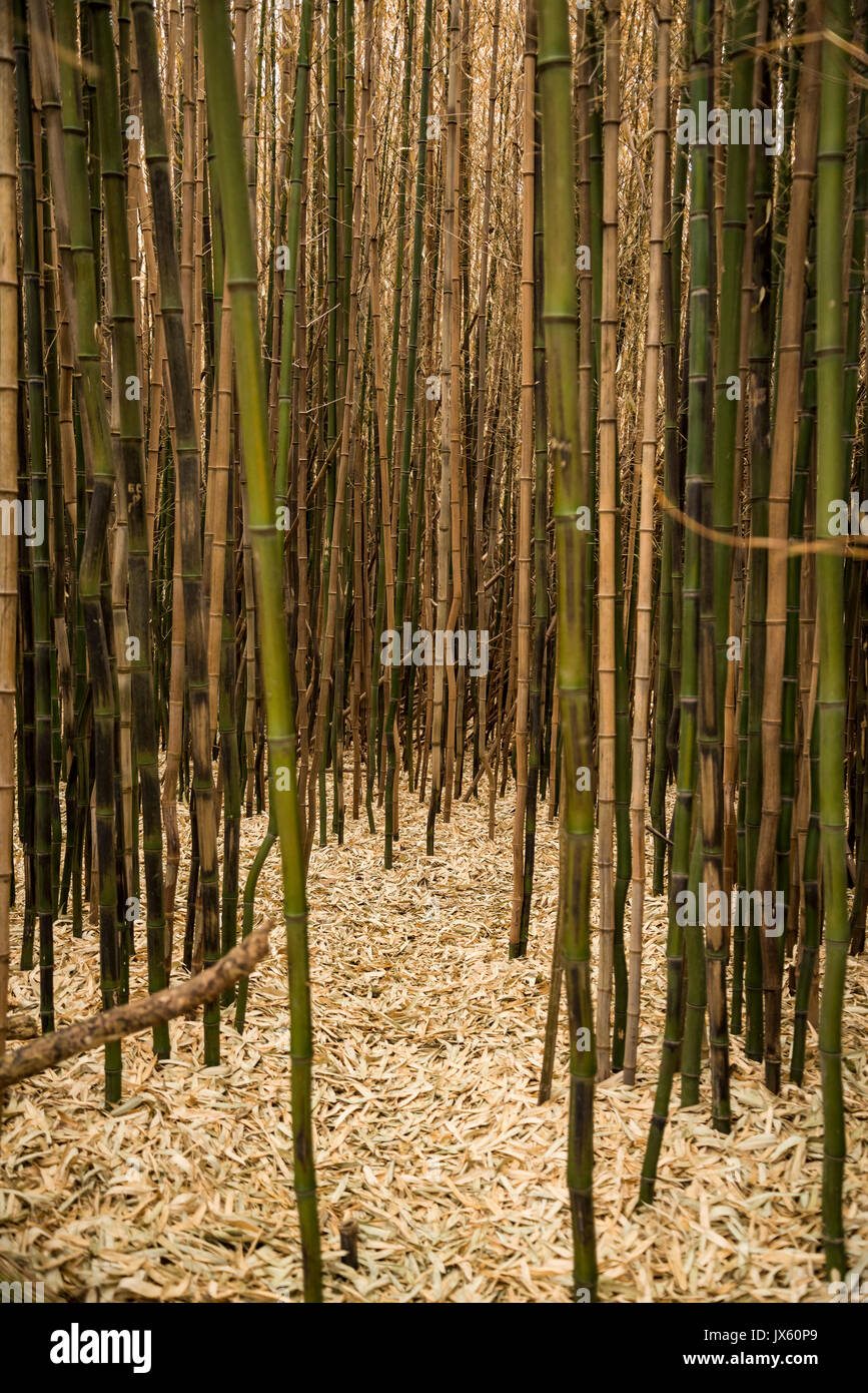 Brown bamboo forest Stock Photo - Alamy