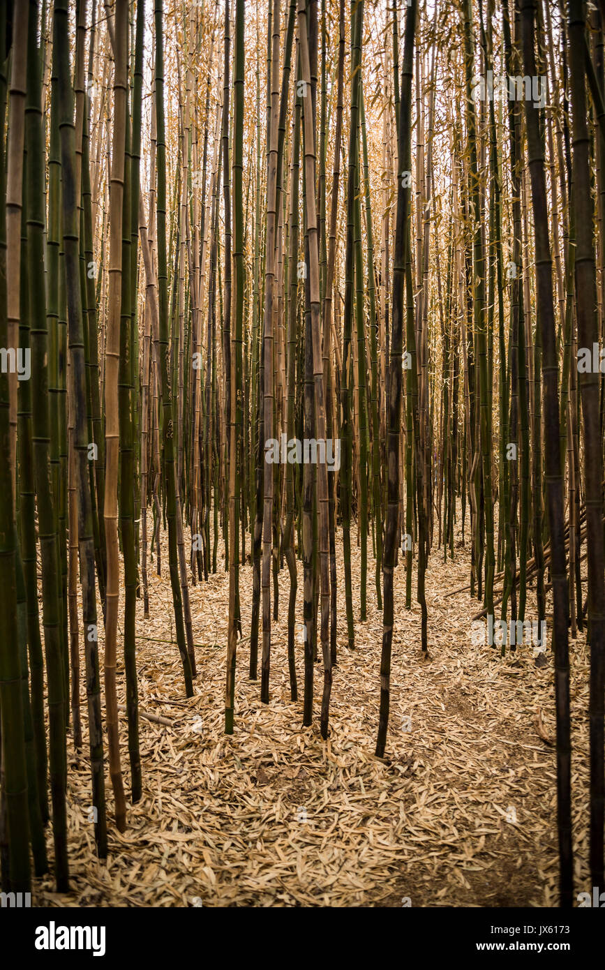Brown bamboo forest Stock Photo - Alamy