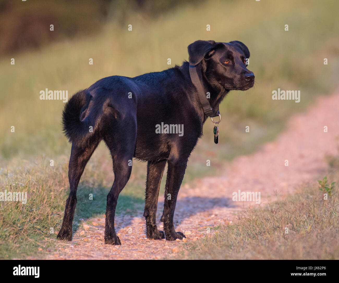 A black Labrador mixed breed dog stands in the morning sun. Stock Photo