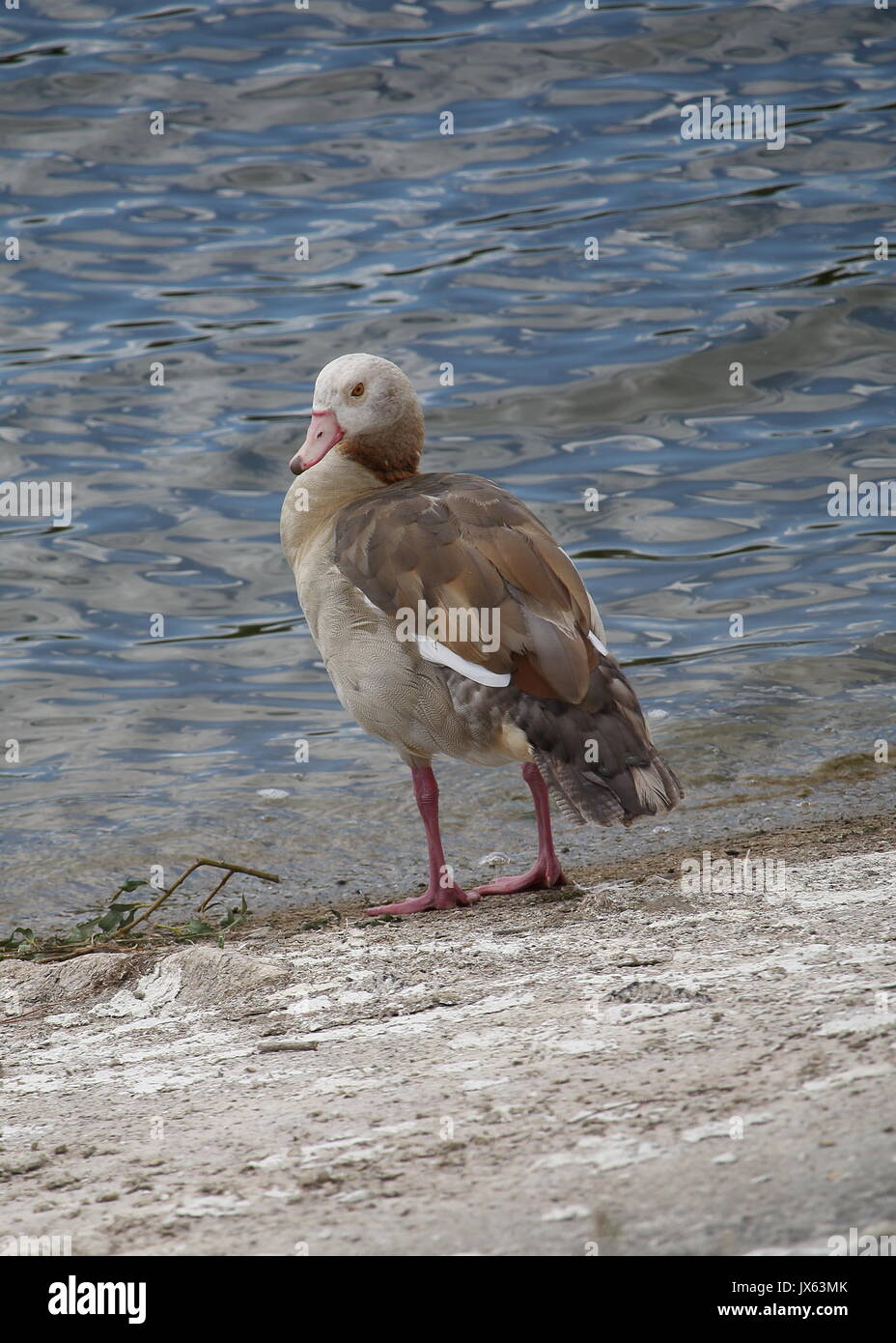 Egyptian Goose Male Stock Photo
