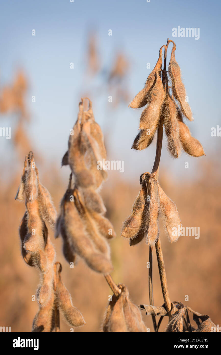 Dried Soybeans in a Field Stock Photo Alamy