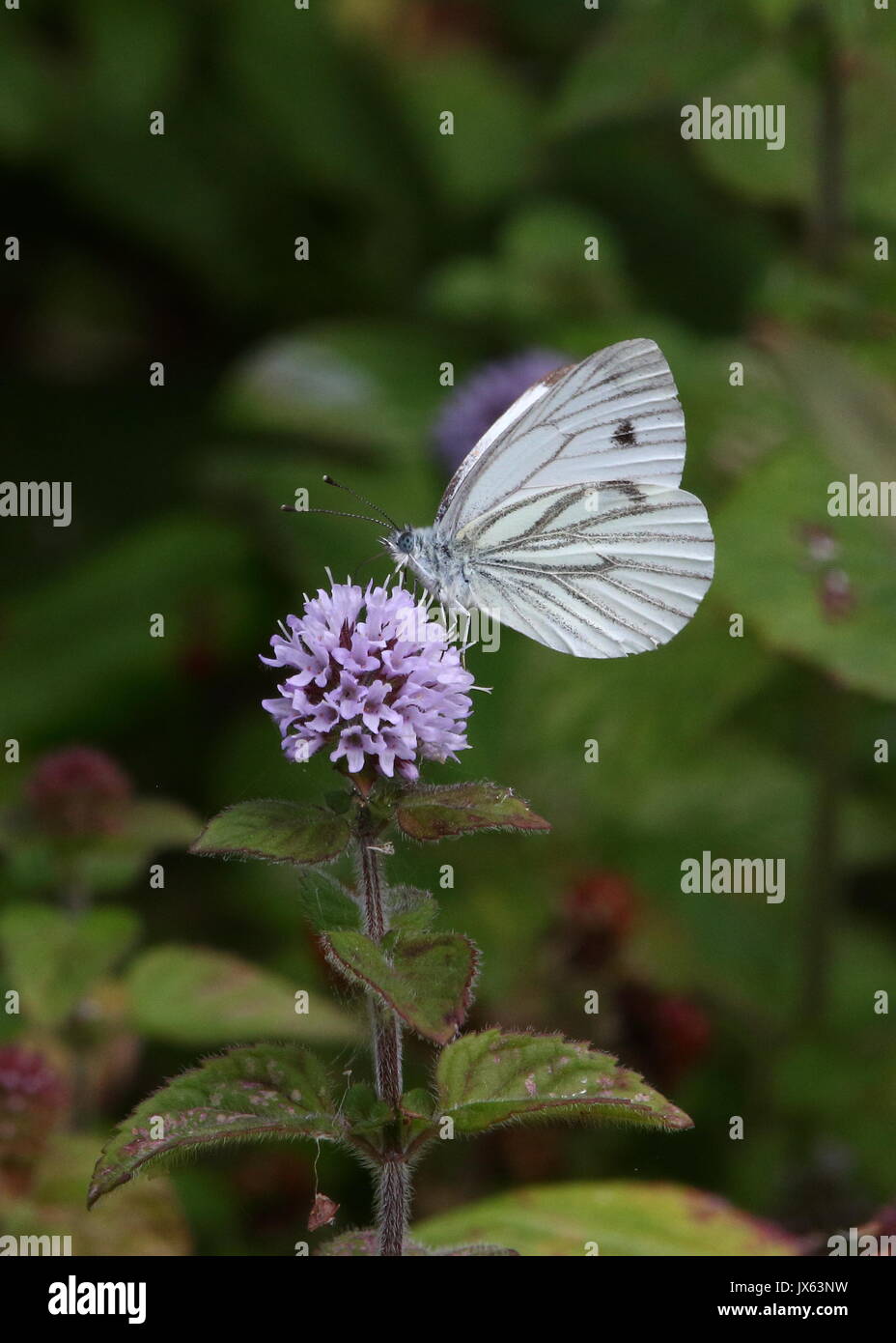 Butterfly Large White side Stock Photo