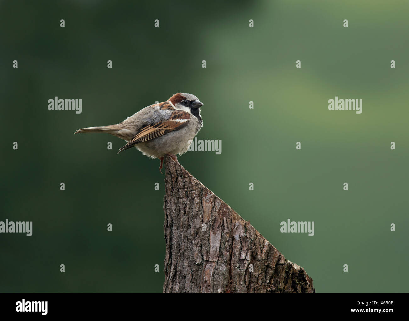 Passer domesticus perching hi-res stock photography and images - Alamy