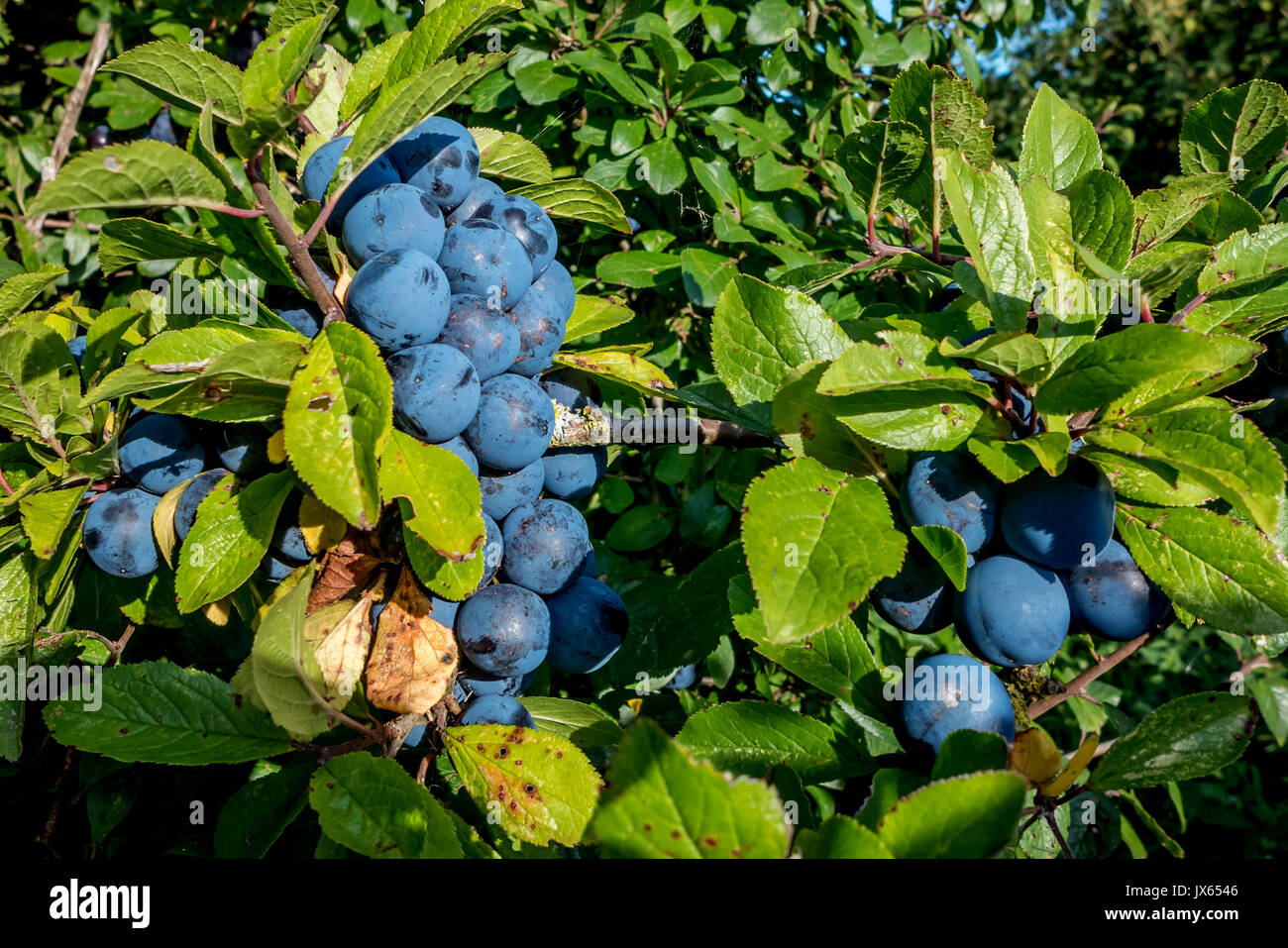 Wild damson berries growing on the South Downs, near Sompting Stock Photo