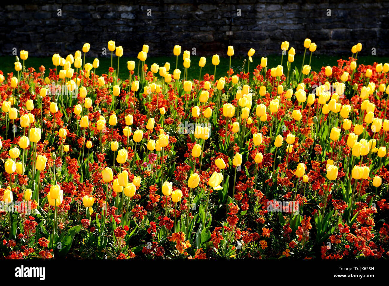 A seafront flowerbed lit by early morning sunshine. Stock Photo