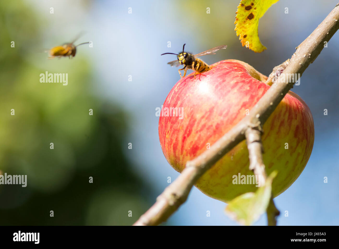 Two Common wasps, Vespula vulgaris, one flying, eating hole in eating apple, Sussex, UK. August Stock Photo
