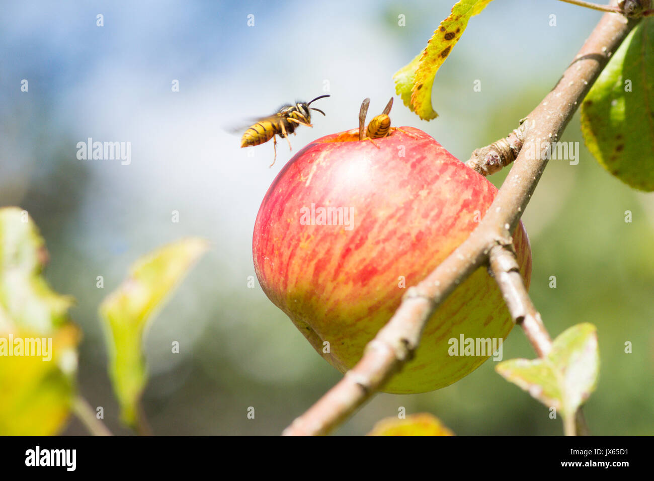 Two Common wasps, Vespula vulgaris, one flying, eating hole in eating apple, Sussex, UK. August Stock Photo