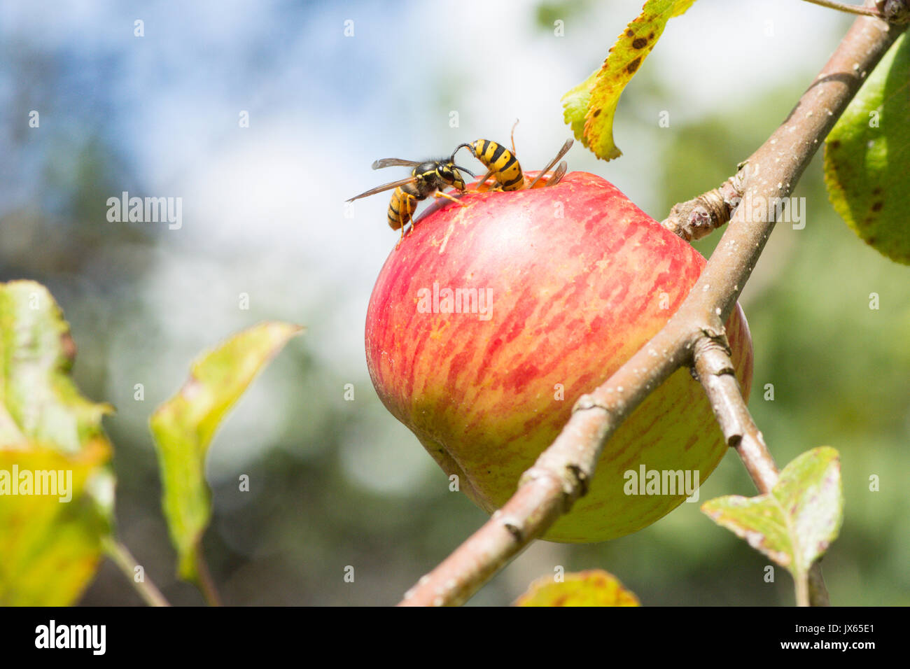 Two Common wasps, Vespula vulgaris, eating hole in eating apple, Sussex, UK. August Stock Photo