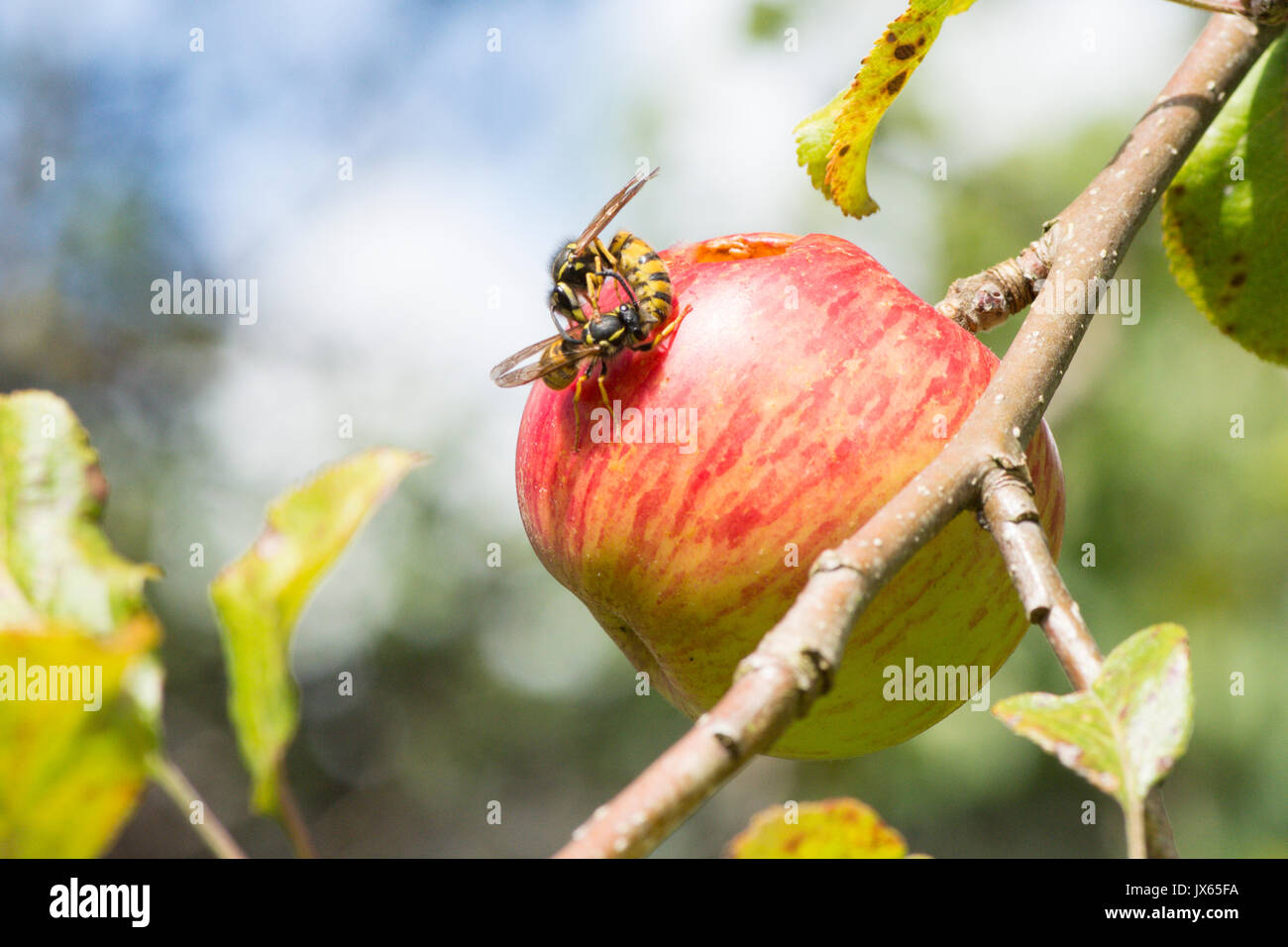 Common wasp, Vespula vulgaris, fighting over a hole they are eating in an eating apple, Sussex, UK. August Stock Photo