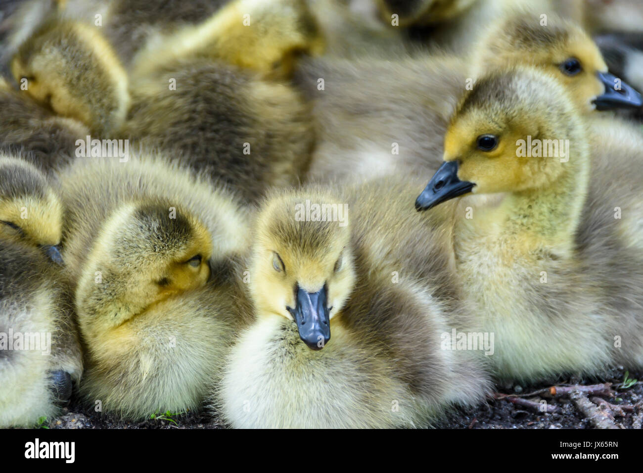 goslings, Canada geese, Branta canadensis, Burnaby Lake, Burnaby, British Columbia, Canada Stock Photo