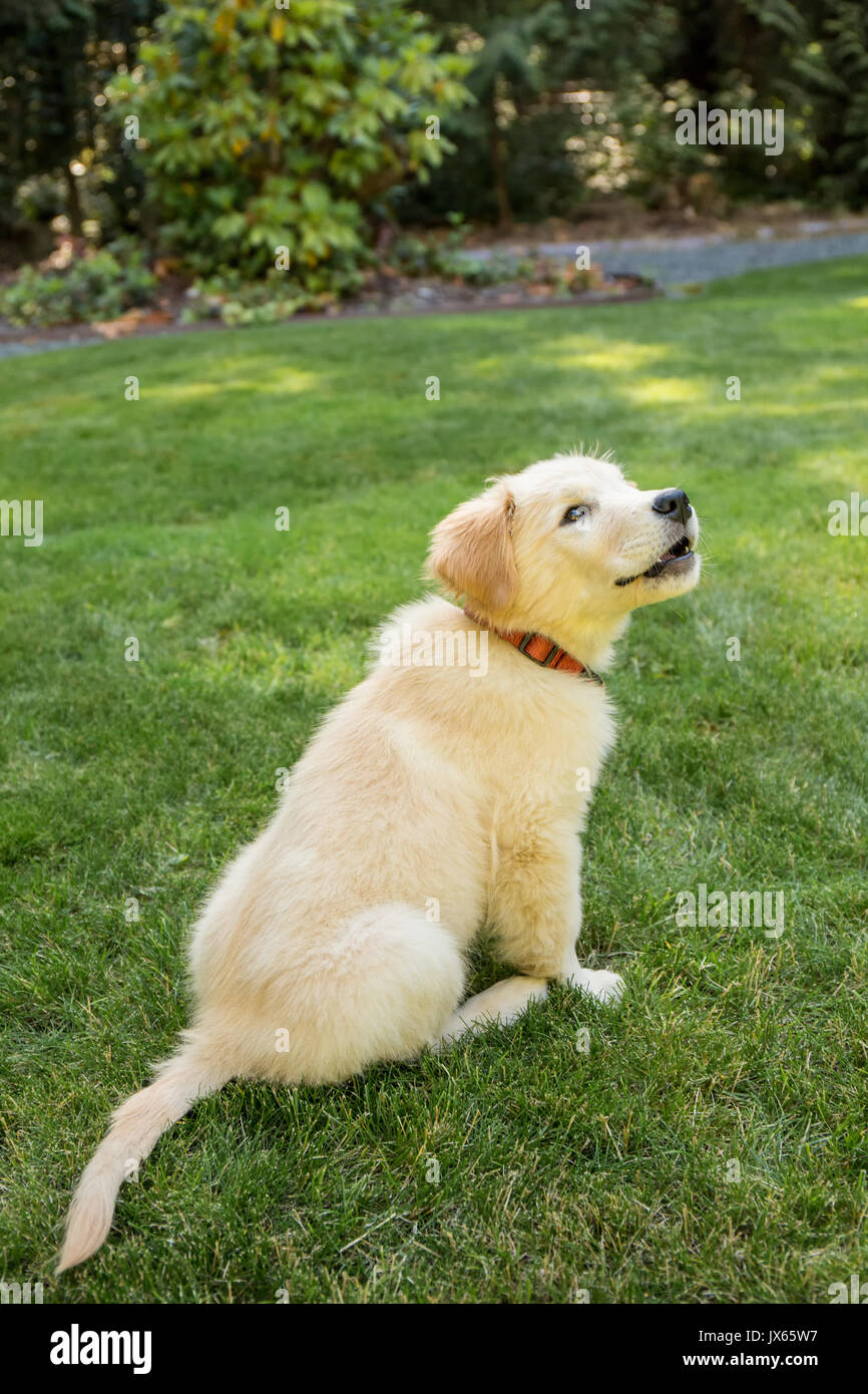 Golden Retriever puppy "Ivy" demonstrating the "sit" command on his