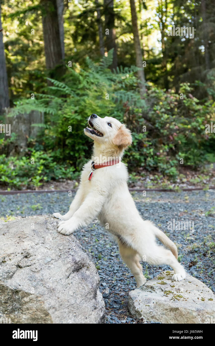 Do Dogs Have Bigger Front Paws