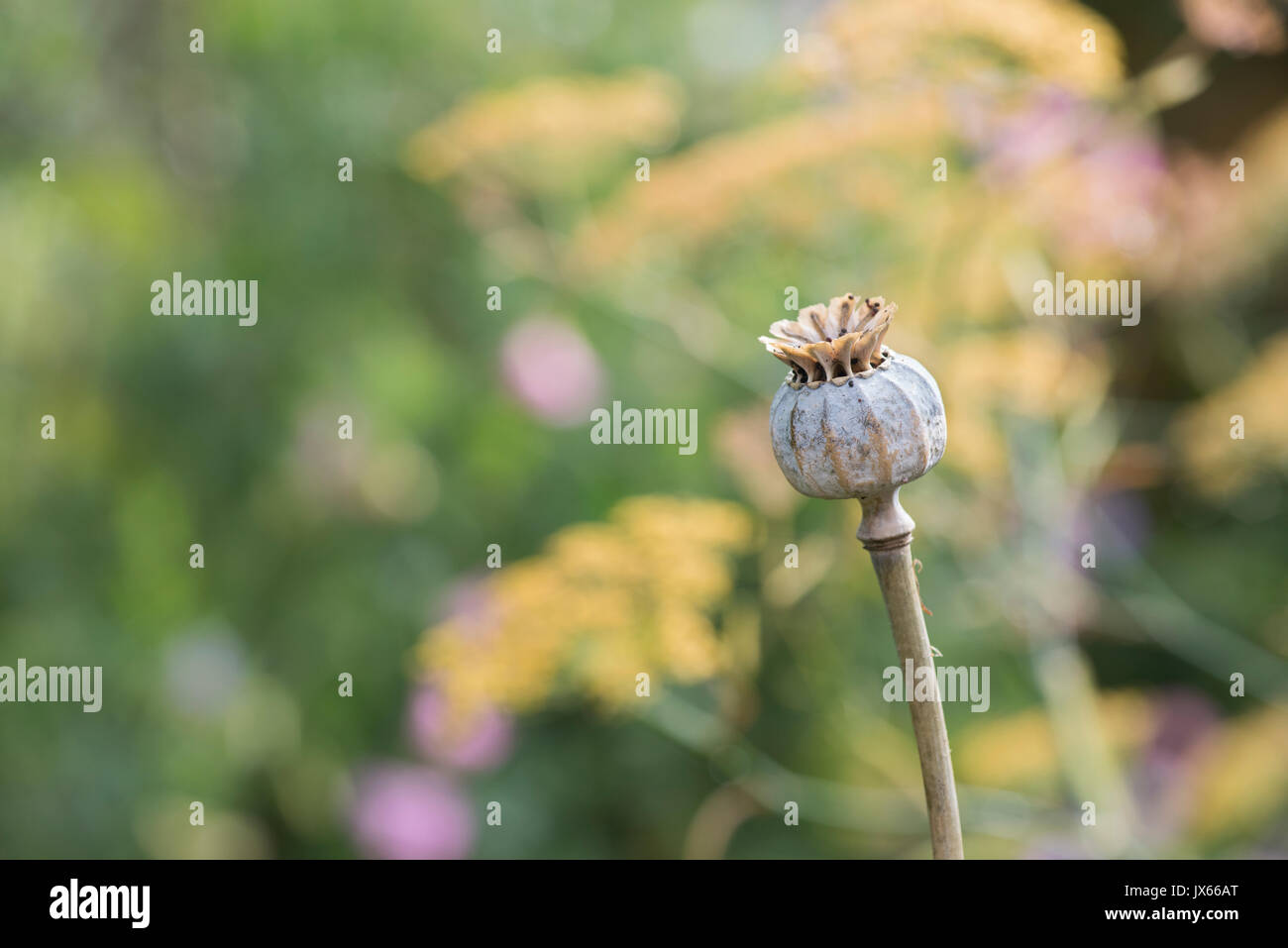 Poppy seedpod capsule in an english garden. UK Stock Photo