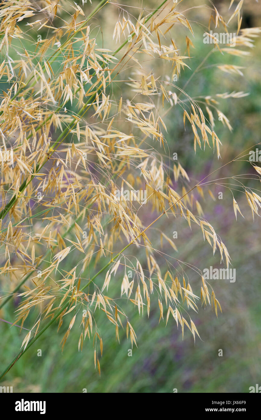 Stipa gigantea 'Gold Fontaene' . Golden oats. Giant feather grass in July UK Stock Photo