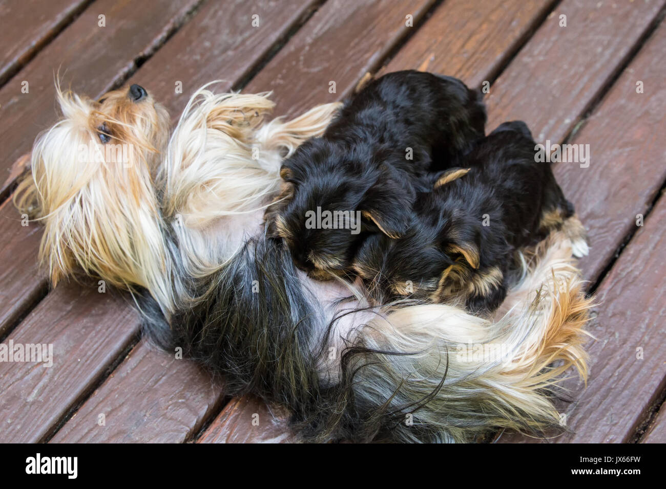 Three Teacup Yorkshire Terrier puppies nursing on a wooden deck in Issaquah, Washington, USA Stock Photo