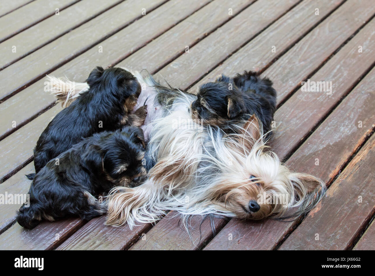Three Teacup Yorkshire Terrier puppies nursing on a wooden deck in Issaquah, Washington, USA Stock Photo