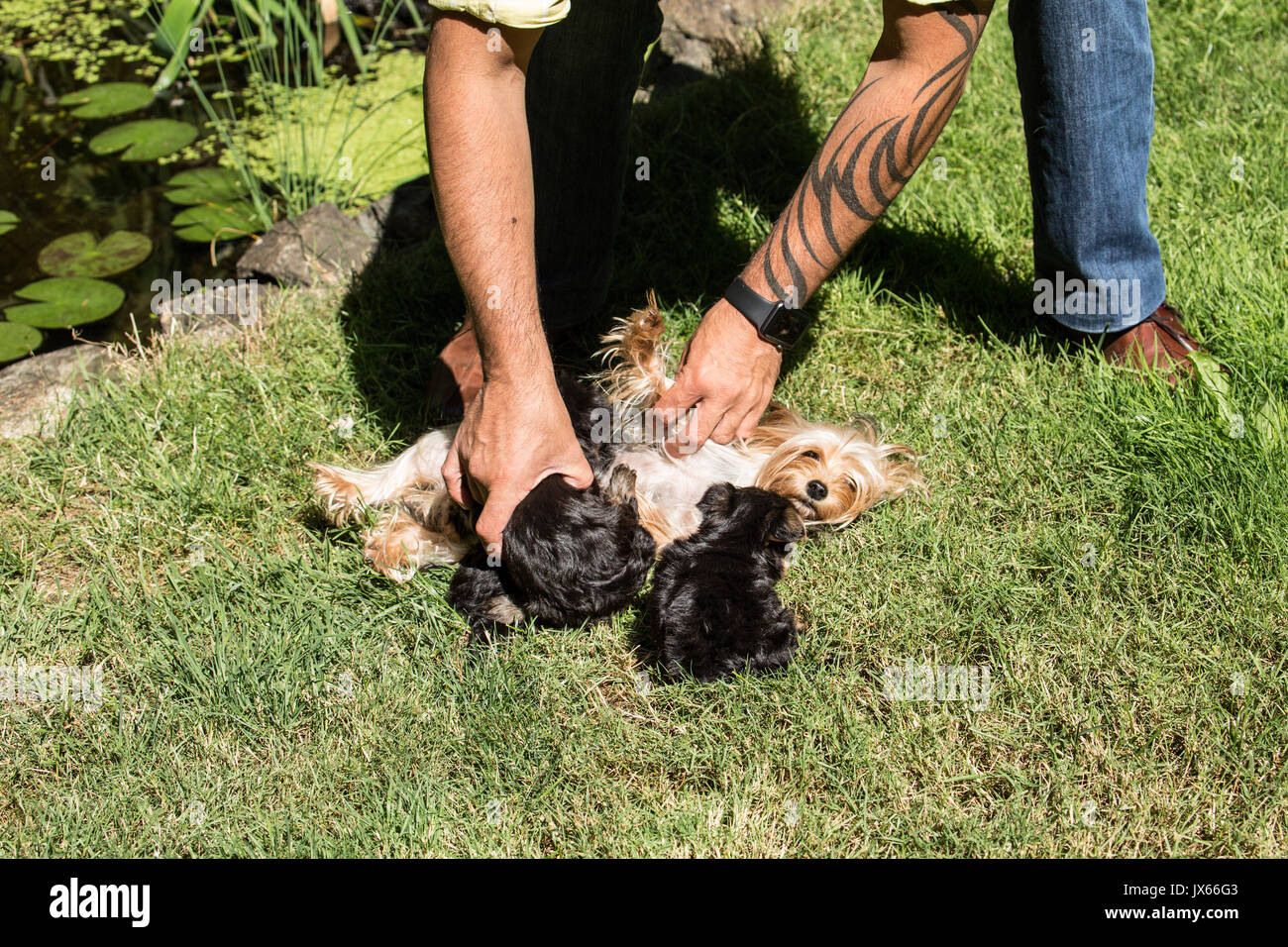Man helping his three Teacup Yorkshire Terrier puppies to nurse from their mom outside in Issaquah, Washington, USA Stock Photo