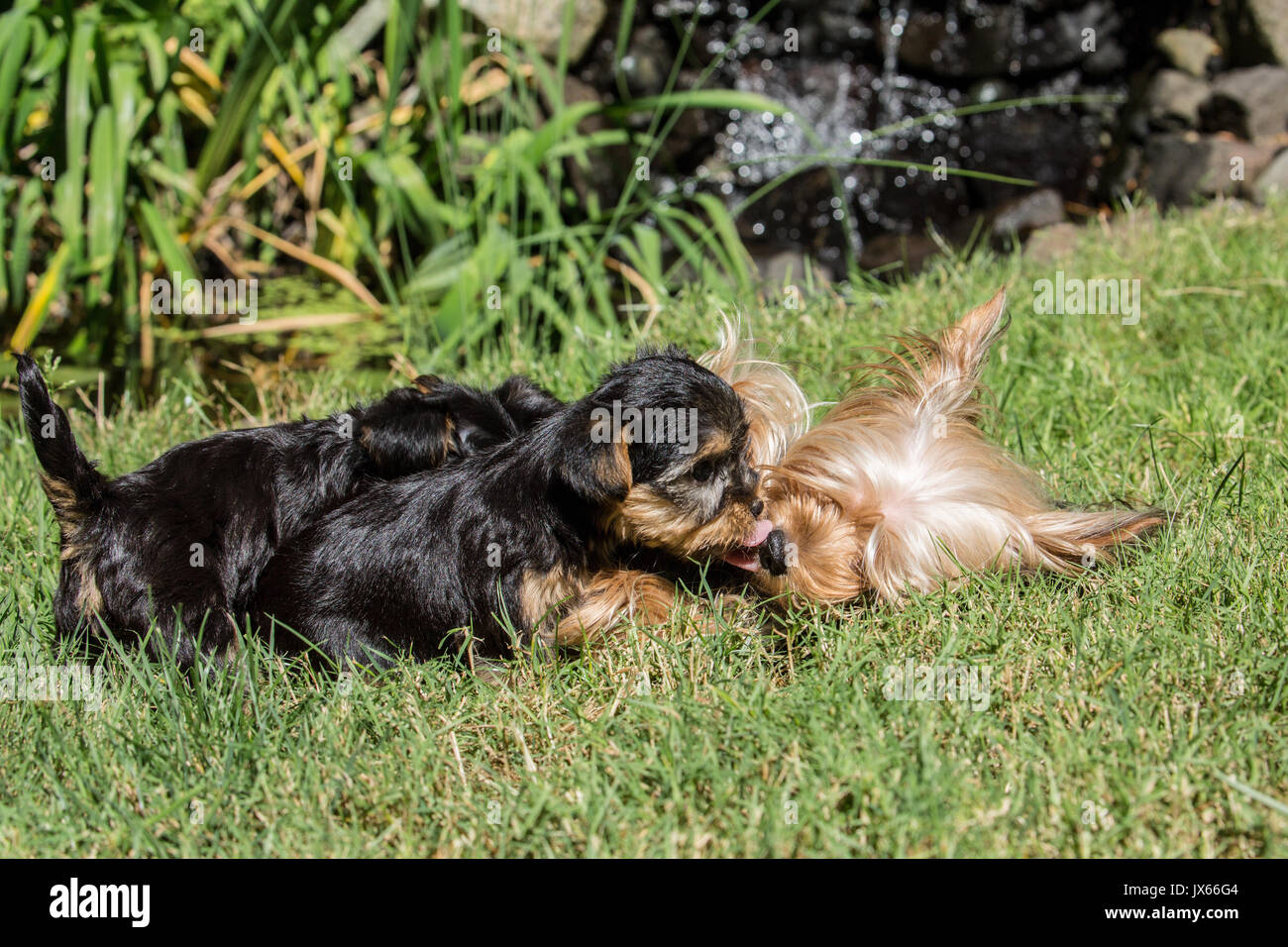 Three Teacup Yorkshire Terrier puppies, two nursing and one kissing its mother on a lawn in Issaquah, Washington, USA Stock Photo