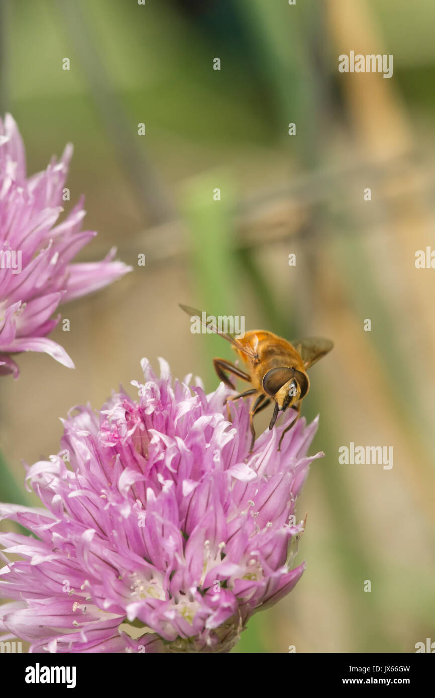 Honeybee pollinating chives blossom in Issaquah, Washington, USA Stock Photo