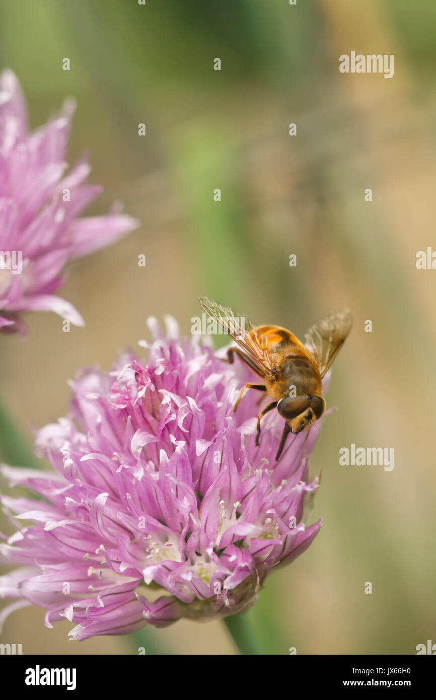 Honeybee pollinating chives blossom in Issaquah, Washington, USA Stock Photo