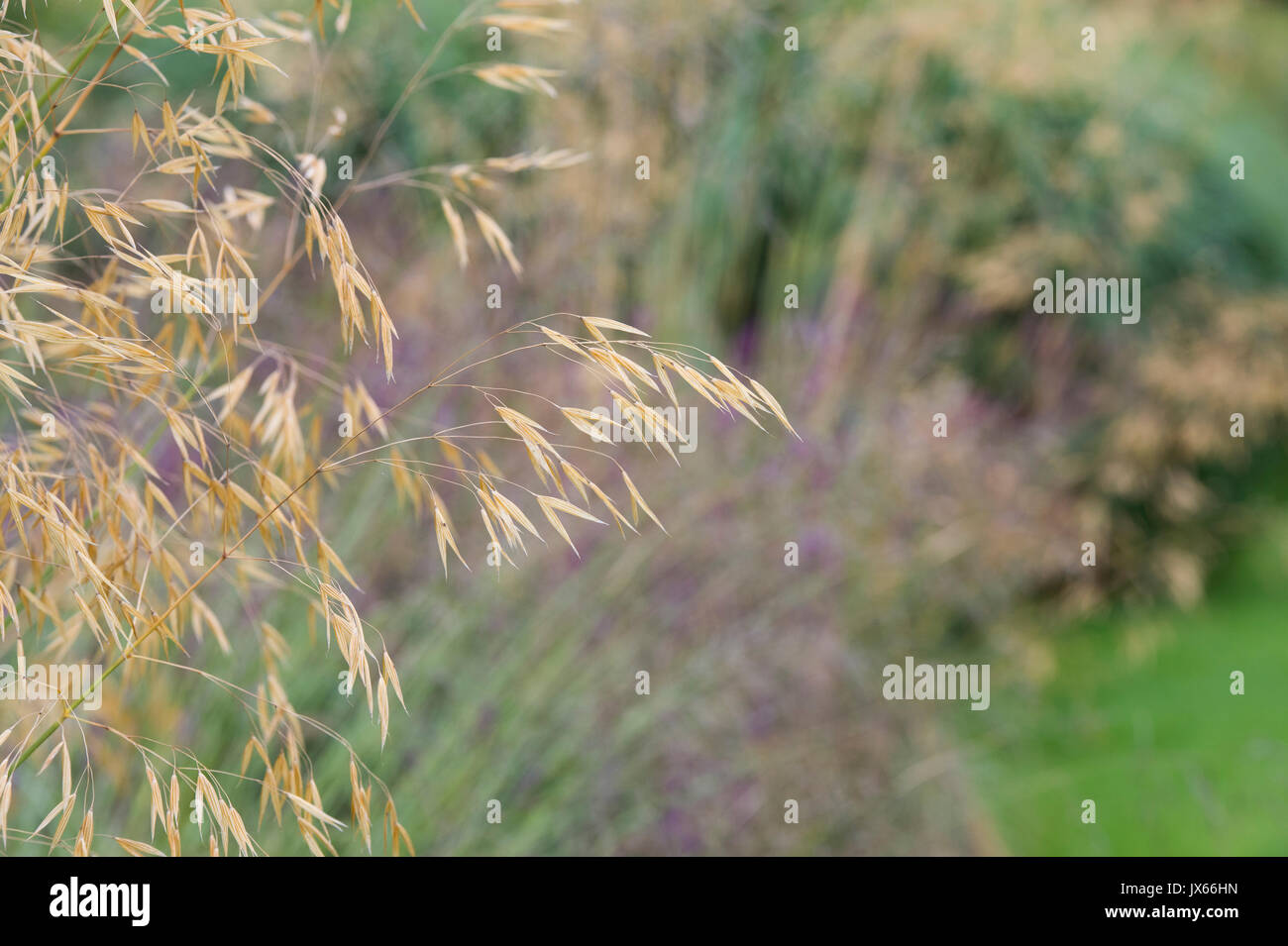 Stipa gigantea 'Gold Fontaene' . Golden oats. Giant feather grass in July UK Stock Photo