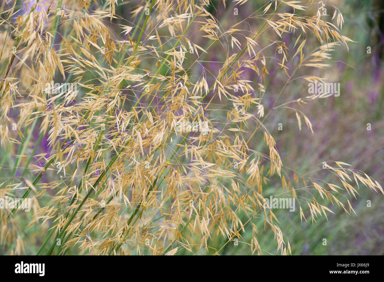 Stipa gigantea 'Gold Fontaene' . Golden oats. Giant feather grass in July UK Stock Photo