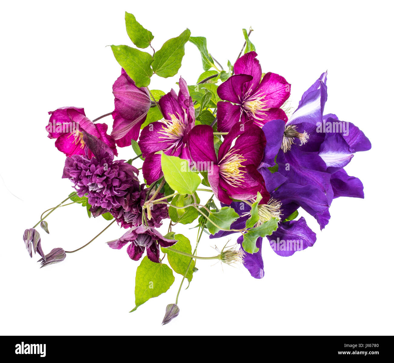 Many different color flowers Cut Out Stock Images Pictures Alamy