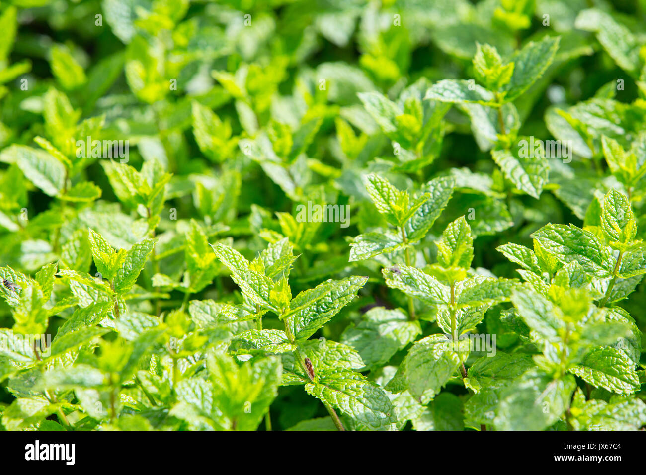 Moroccan Mint plant Stock Photo Alamy