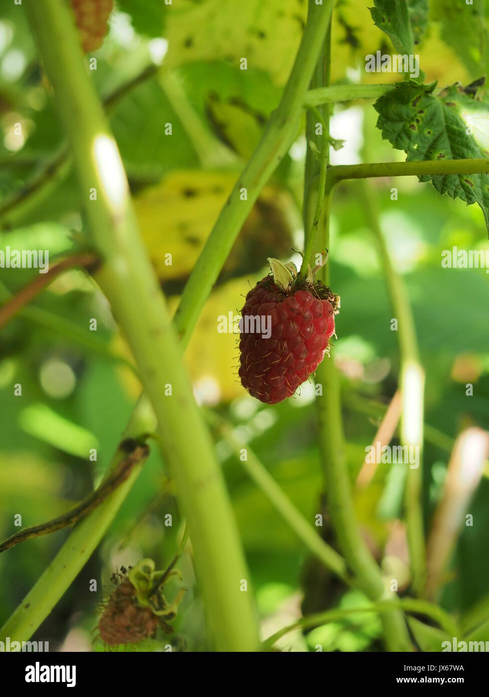 Raspberry fruit hanging on a branch. Ripe berries. Close-up. Macro ...