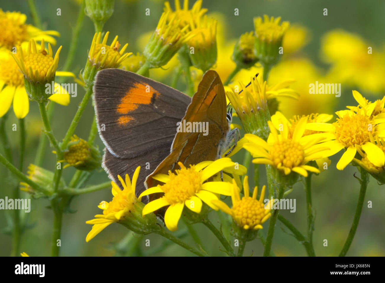 Close-up of female brown hairstreak butterfly (Thecla betulae) on hoary ragwort flowers, UK Stock Photo