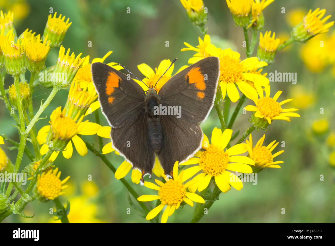 Close-up of female brown hairstreak butterfly (Thecla betulae) on hoary ragwort flowers, UK Stock Photo