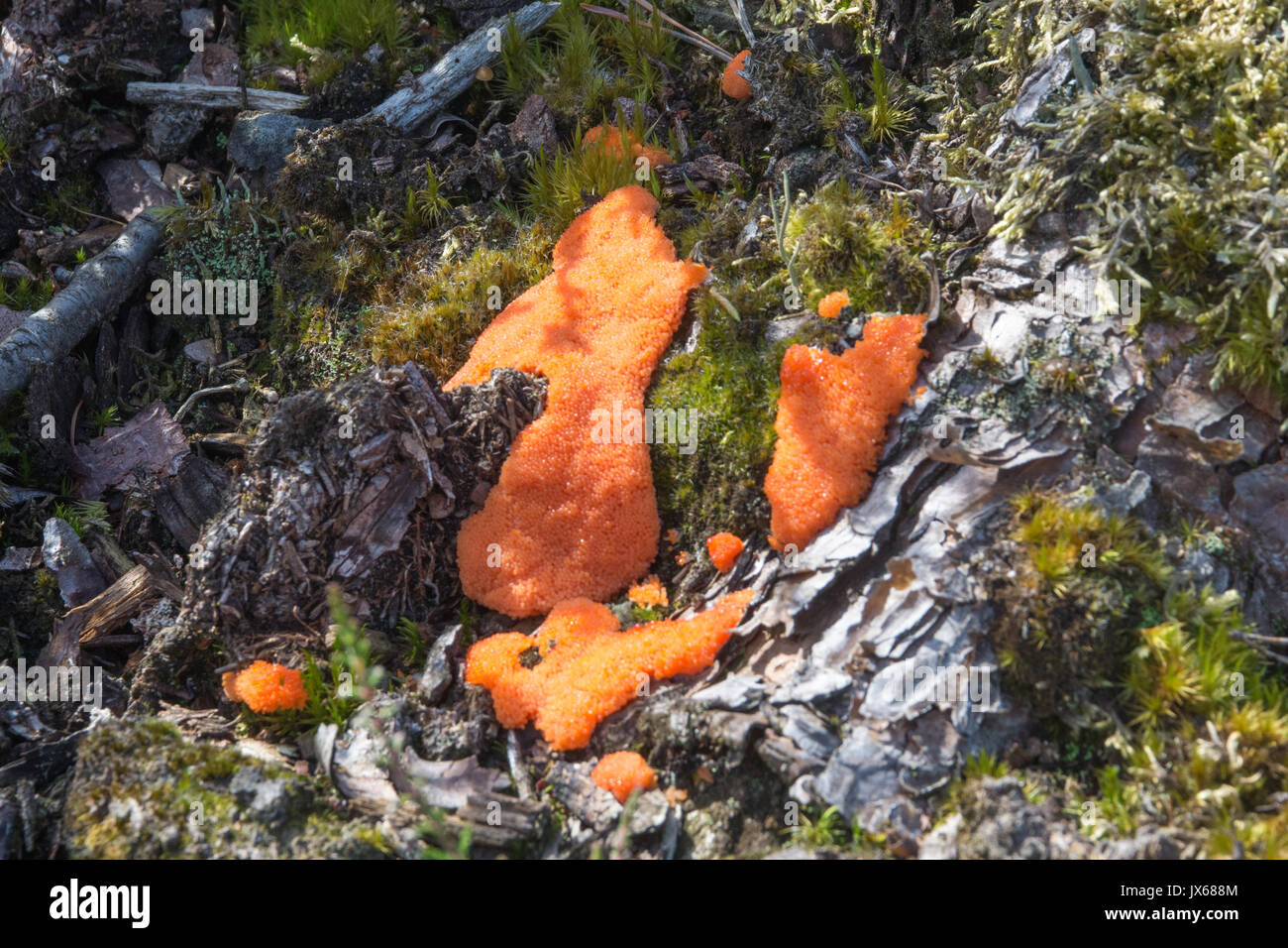 Close-up of orange slime mould on tree stump Stock Photo