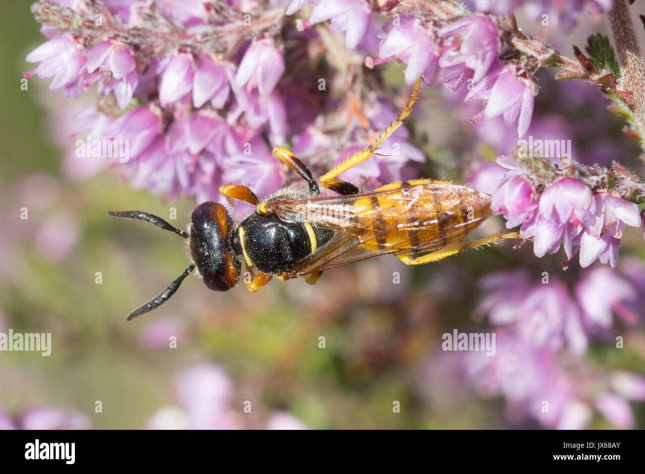 Close-up of beewolf (Philanthus triangulum), a solitary wasp species, on pink ling heather in summer in Surrey, UK Stock Photo