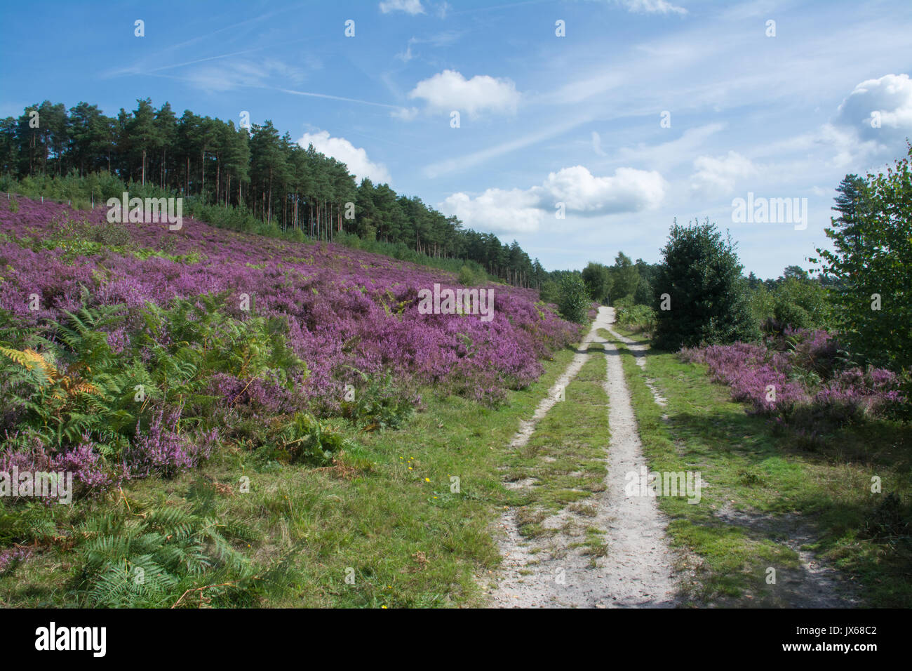 Summer landscape at RSPB Farnham Heath Nature Reserve in Surrey, UK